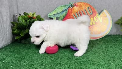 Ice, a male Maltipoo for sale in Waynesville, MO – 4 of 4