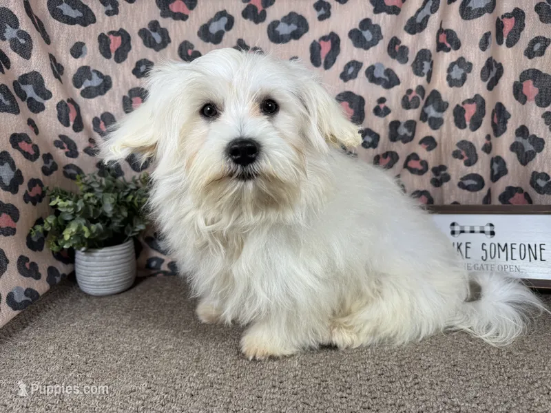 Izen – Havamalt puppy for sale in Waynesville, MO