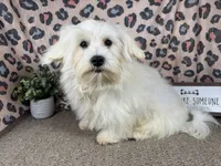 Izen, a male Havamalt for sale in Waynesville, MO – 1 of 10