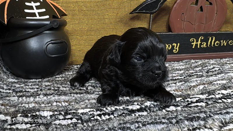 Boone – Peekapoo puppy for sale in Waynesville, MO