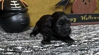 Boone, a male Peekapoo for sale in Waynesville, MO – 1 of 3