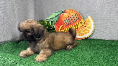 Princeton, a male Shih Tzu for sale in Waynesville, MO – 4 of 10