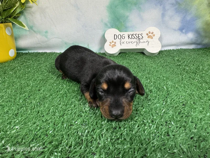 Tulip – Miniature Dachshund puppy for sale in Waynesville, MO