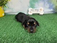 Tulip, a female Miniature Dachshund for sale in Waynesville, MO – 1 of 3