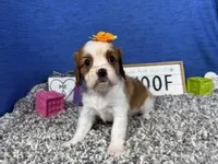 Daisy, a female Cavalier King Charles Spaniel for sale in Waynesville, MO – Photo 3 of 3