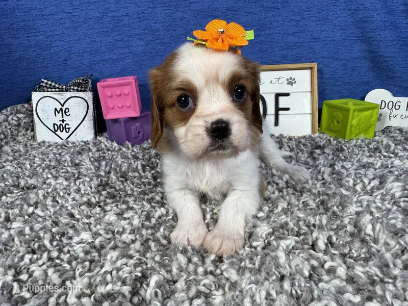 Daisy – Cavalier King Charles Spaniel puppy for sale in Waynesville, MO
