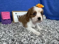 Daisy, a female Cavalier King Charles Spaniel for sale in Waynesville, MO – Photo 2 of 3