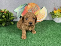 Dean, a male Poodle - Toy  for sale in Waynesville, MO – 2 of 4