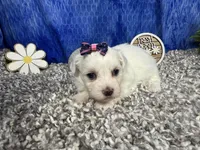 Ilene, a female Havamalt for sale in Waynesville, MO – 1 of 4