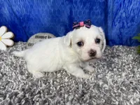 Ilene, a female Havamalt for sale in Waynesville, MO – 3 of 4