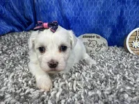 Ilene, a female Havamalt for sale in Waynesville, MO – 2 of 4