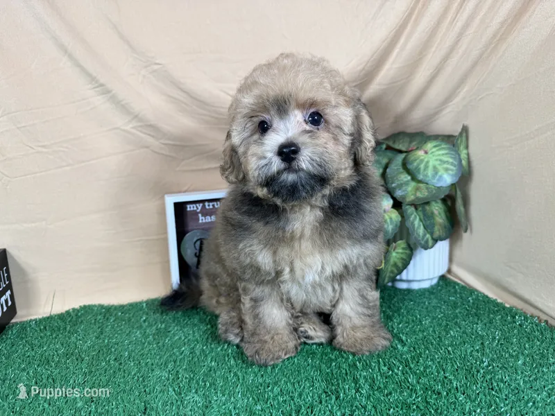 Ace – Havapoo puppy for sale in Waynesville, MO