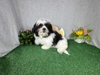 Grey, a male Shih Tzu for sale in Waynesville, MO – 3 of 8