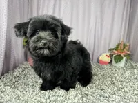 Paxton, a male Morkie for sale in Waynesville, MO – 3 of 10