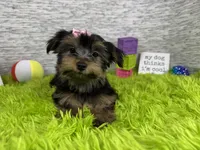 Sophia, a female Yorkshire Terrier for sale in Waynesville, MO – 5 of 10