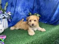 Izaiah, a male Havapoo for sale in Waynesville, MO – 2 of 10