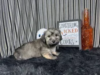 Iggy, a male Havanese for sale in Waynesville, MO – 2 of 10