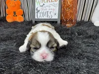 Tucker, a male Shih Tzu for sale in Waynesville, MO – 3 of 3