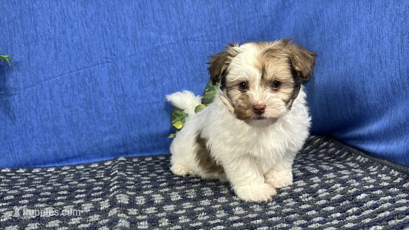 Merlin – Havapoo puppy for sale in Waynesville, MO