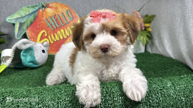 Magnolia – Yorkipoo puppy for sale in Waynesville, MO