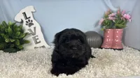 Paxton, a male Morkie for sale in Waynesville, MO – 8 of 10