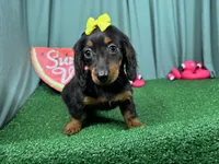 Posey, a female Miniature Dachshund for sale in Waynesville, MO – 3 of 3