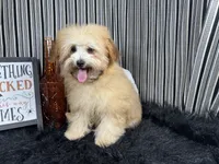 Megan, a female Havapoo for sale in Waynesville, MO – 3 of 3