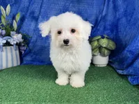 Ice, a male Maltipoo for sale in Waynesville, MO – 2 of 10