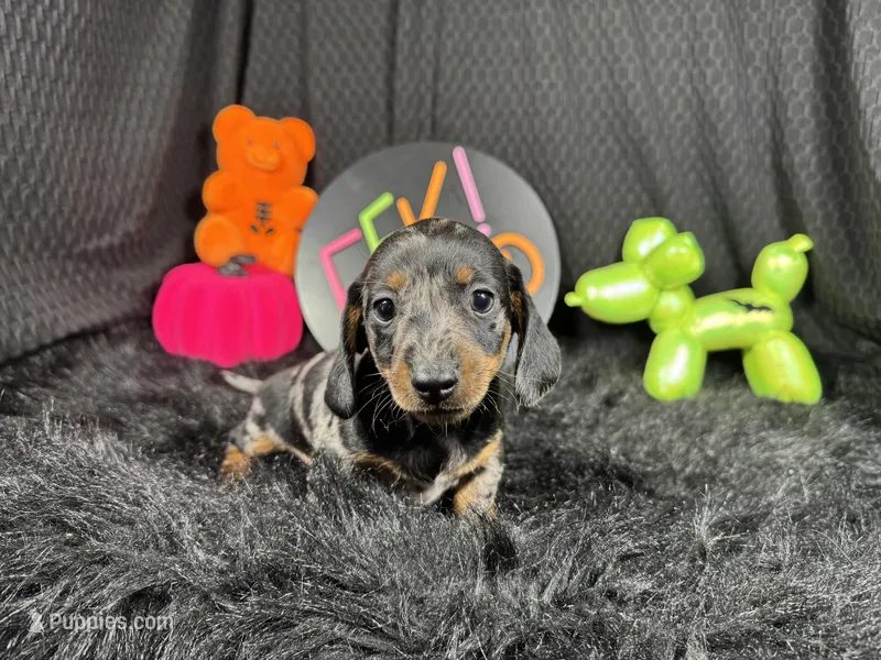 Graham – Miniature Dachshund puppy for sale in Waynesville, MO