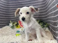 Sugar Daddy, a male Yorkipoo for sale in Waynesville, MO – 2 of 4