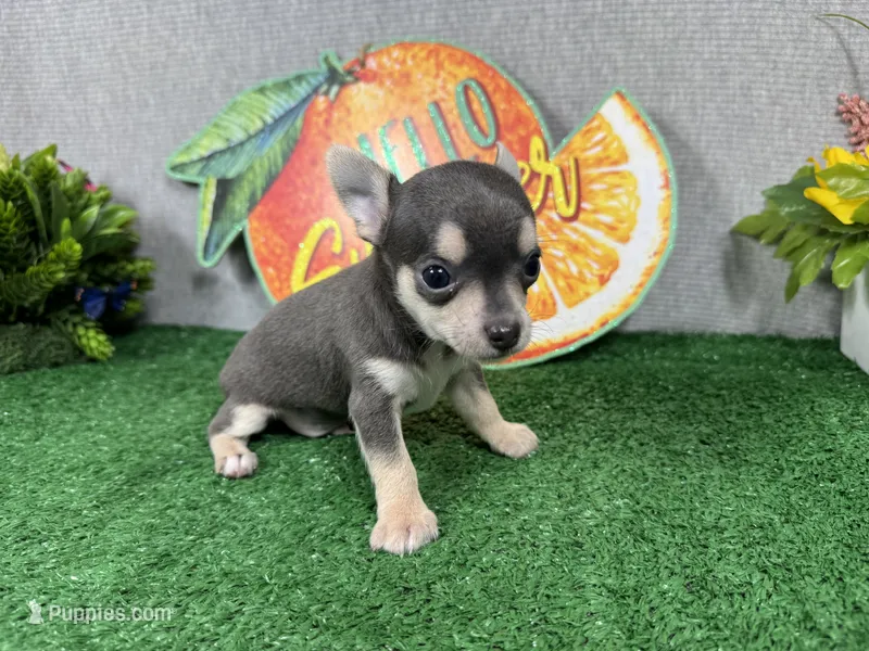 Bryce – Chihuahua puppy for sale in Waynesville, MO