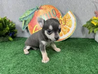 Bryce, a male Chihuahua for sale in Waynesville, MO – 1 of 4