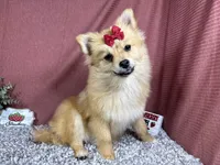 Penny, a female Pomeranian for sale in Waynesville, MO – 1 of 10