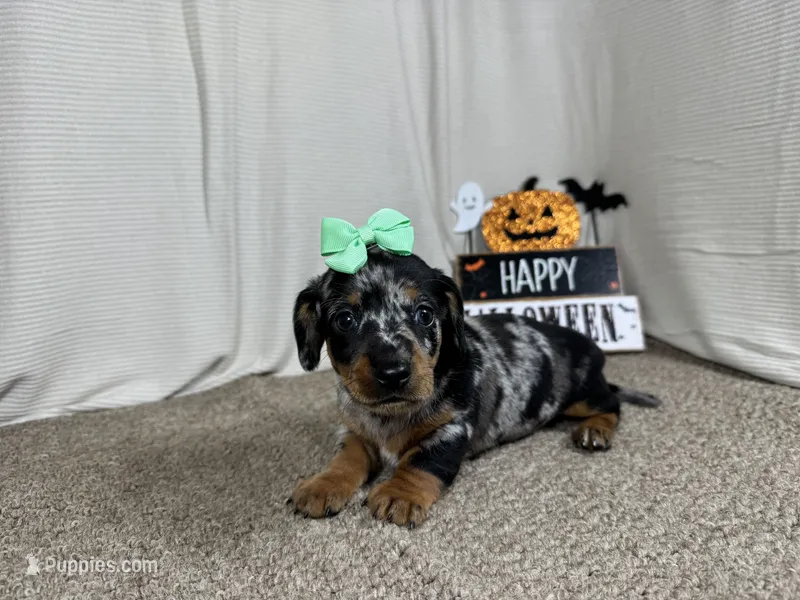 Galaxy – Miniature Dachshund puppy for sale in Waynesville, MO