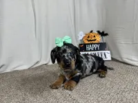 Galaxy, a female Miniature Dachshund for sale in Waynesville, MO – 1 of 3