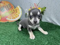 Bryce, a male Chihuahua for sale in Waynesville, MO – 2 of 4