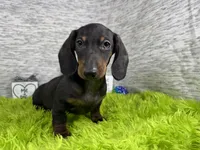 Percy, a male Miniature Dachshund for sale in Waynesville, MO – 4 of 10