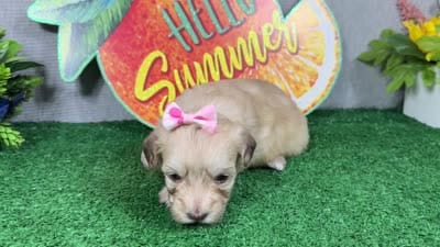 Ivory, a female Havapoo for sale in Waynesville, MO – 4 of 4