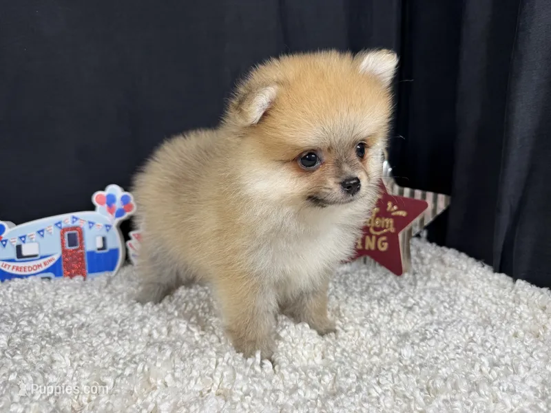 Bear – Pomeranian puppy for sale in Waynesville, MO