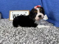 Destiny, a female Cavalier King Charles Spaniel for sale in Waynesville, MO – Photo 3 of 3