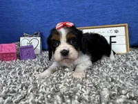Destiny, a female Cavalier King Charles Spaniel for sale in Waynesville, MO – Photo 1 of 3