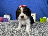 Destiny, a female Cavalier King Charles Spaniel for sale in Waynesville, MO – Photo 2 of 3