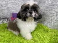 Gus, a male Shih Tzu for sale in Waynesville, MO – 7 of 10