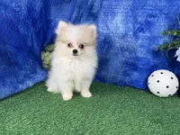 Bentley, a male Pomeranian for sale in Waynesville, MO – 3 of 4