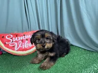 Samuel, a male Yorkshire Terrier for sale in Waynesville, MO – 3 of 3