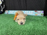Gianna, a female Maltipoo for sale in Waynesville, MO – 3 of 3