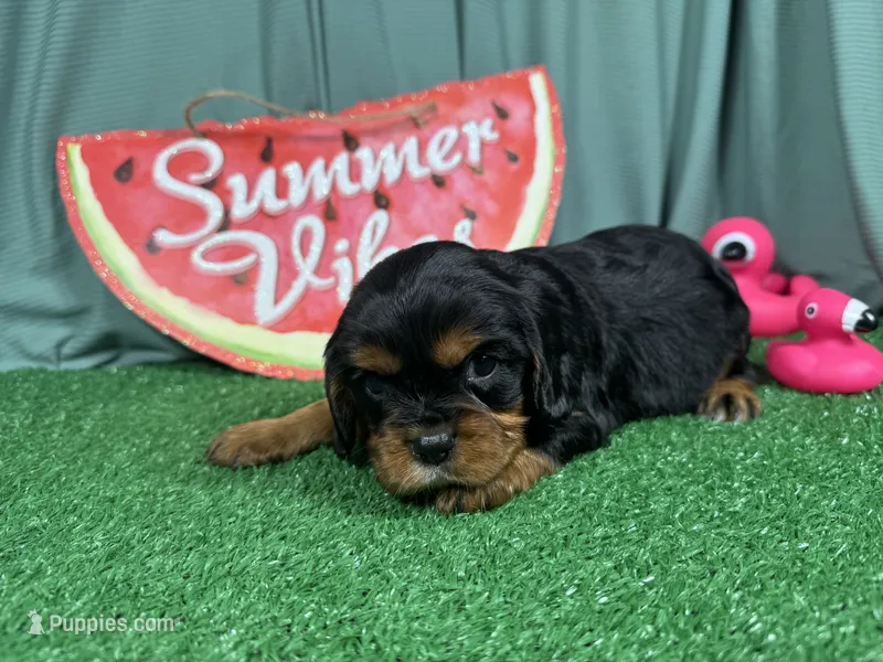 Romeo – Cavalier King Charles Spaniel puppy for sale in Waynesville, MO