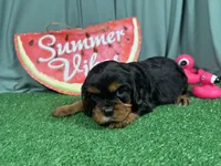 Romeo, a male Cavalier King Charles Spaniel for sale in Waynesville, MO – 1 of 3