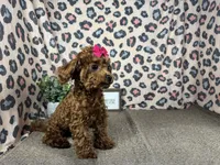 Daisy, a female Poodle - Toy  for sale in Waynesville, MO – 2 of 9