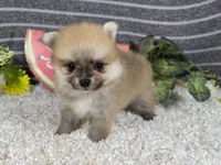 Bear, a male Pomeranian for sale in Waynesville, MO – 1 of 4